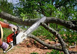 How Our Tree Care Process Works  in  Meadow Vale, KY