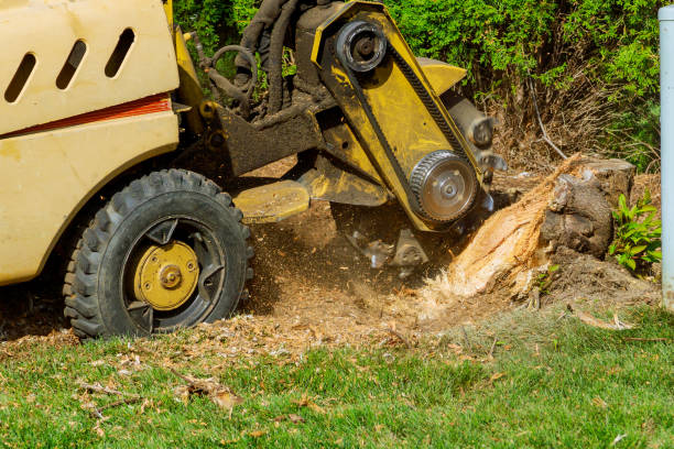 Best Tree Maintenance Programs  in Meadow Vale, KY
