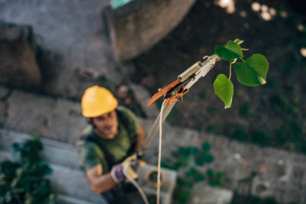 Best Tree Preservation Services  in Meadow Vale, KY
