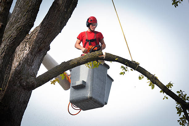 Leaf Removal in Meadow Vale, KY