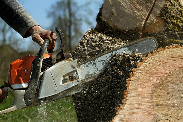 Best Fruit Tree Pruning  in Meadow Vale, KY